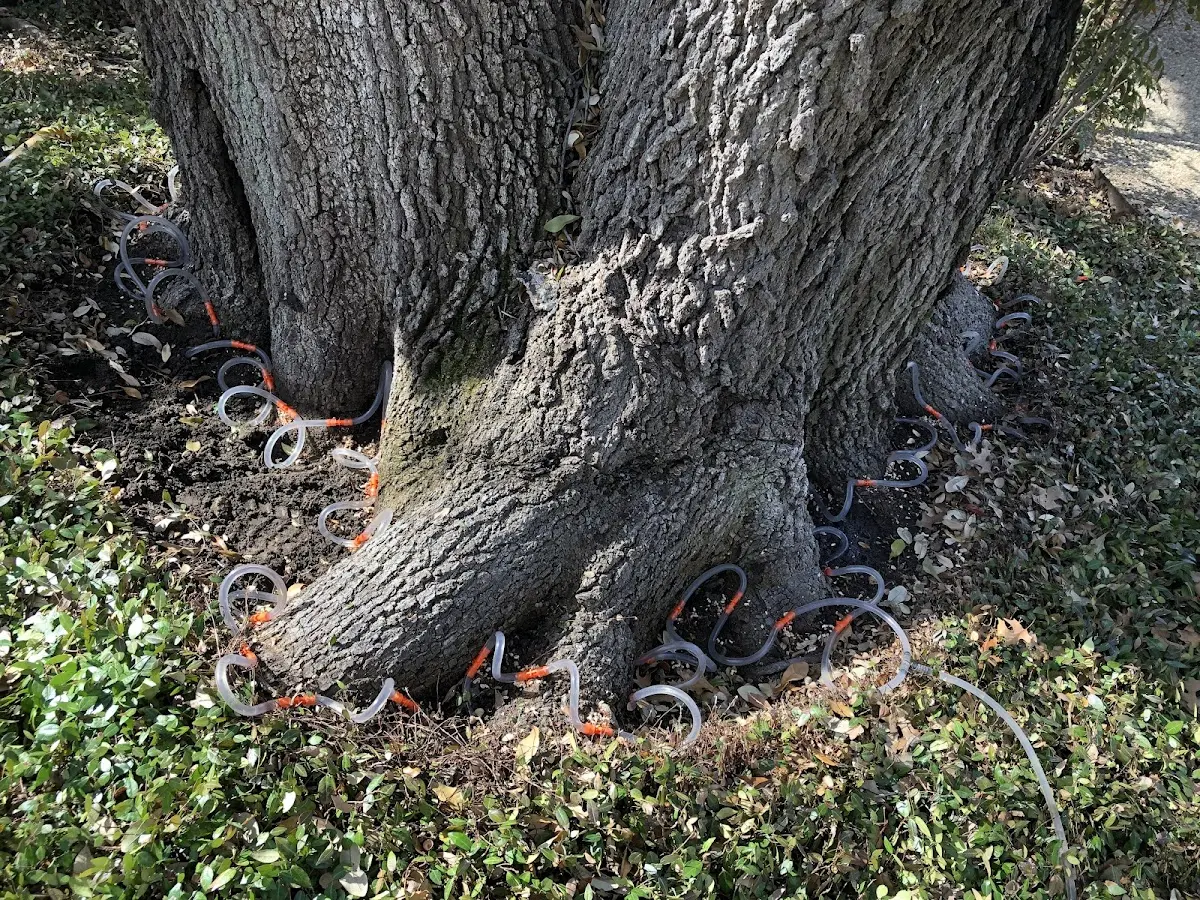 Detailed Tree Cabling and Bracing job site in Johnstown